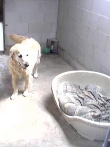 Kennel Golden Retriever Pension