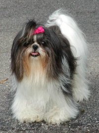shih-tzu
