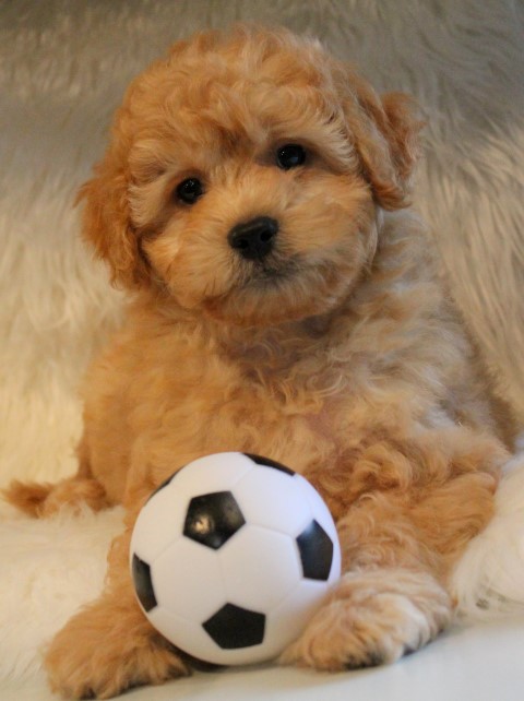 Minidoodle (8) (Small)