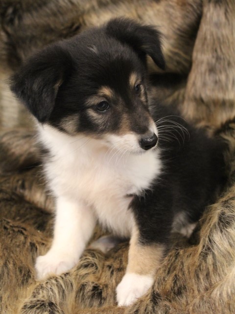 sheltie,reu (2)