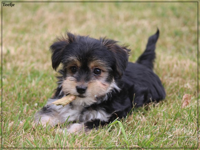 Morkie pups (klik hier voor meer informatie)