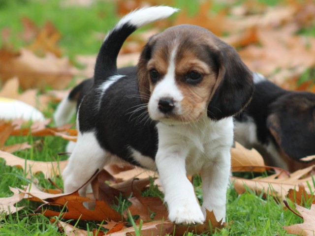 Beagelier pups