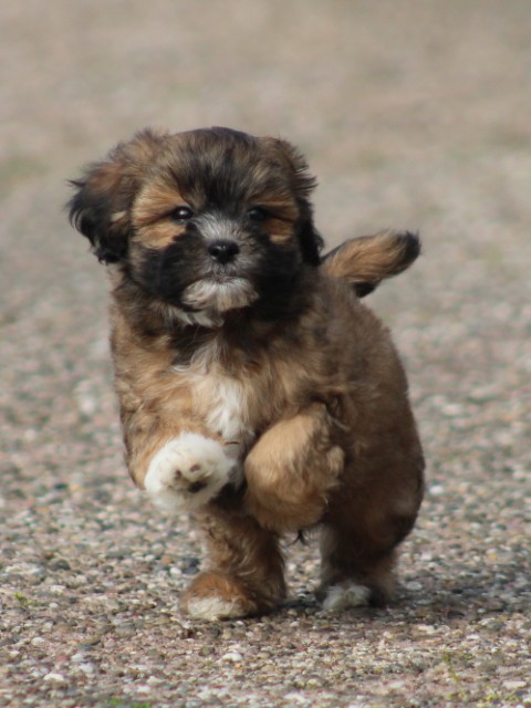 Boomer pups, Reutjes. (Klik hier voor meer informatie)