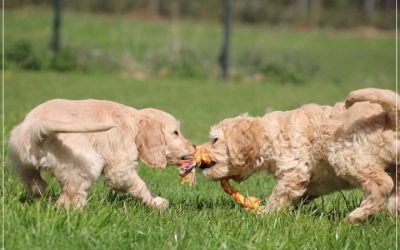 Goldendoodle pups