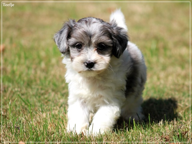Boomer pups (klik hier voor meer informatie)