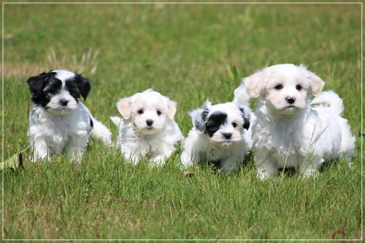 Boomer pups (Klik hier voor meer informatie)