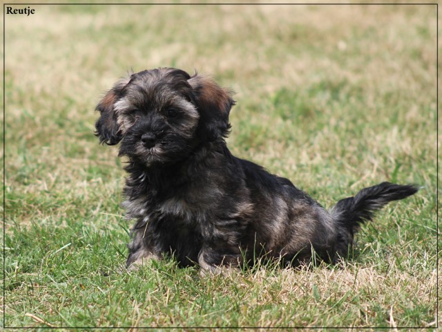 Boomer pups (klik hier voor meer informatie)