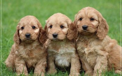 Cockapoo pups (klik hier voor meer informatie)
