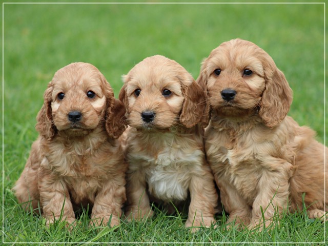 Cockapoo pups (klik hier voor meer informatie)