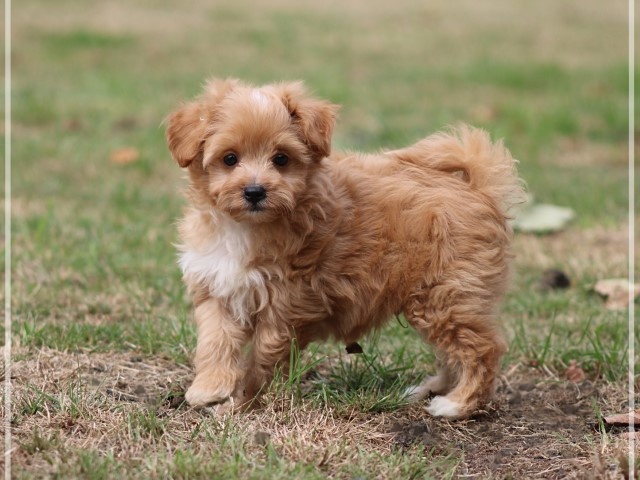 Kruising Dwergkees pups (klik hier voor meer informatie)