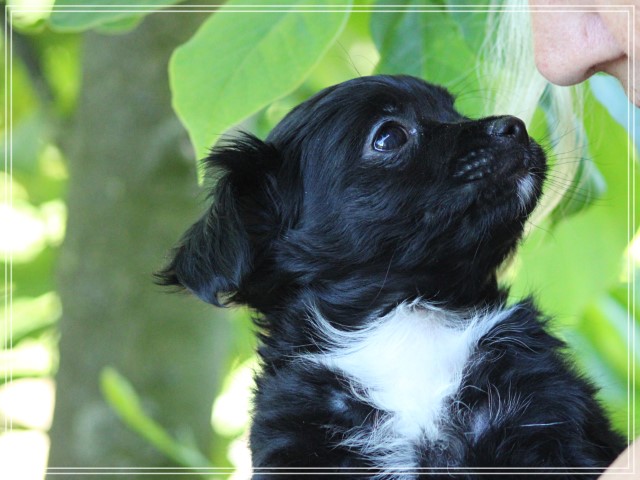Kruising York Shire Terriër pups (klik hier voor meer informatie)