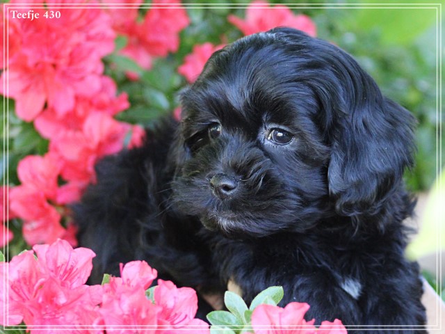 Boomer pups (Klik hier voor meer informatie)