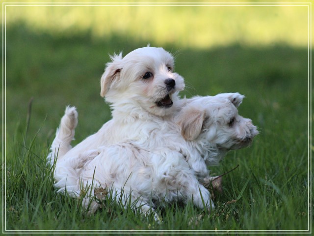 Boomer pups (Klik hier voor meer informatie)