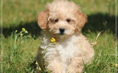 Maltipoo pups (Klik hier voor meer informatie)