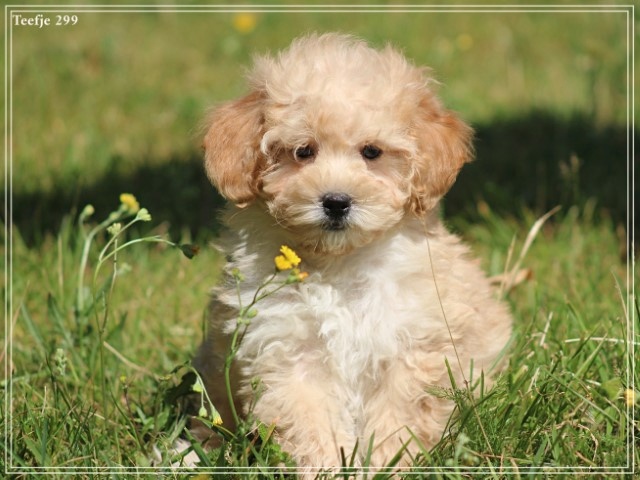 Maltipoo pups (Klik hier voor meer informatie)