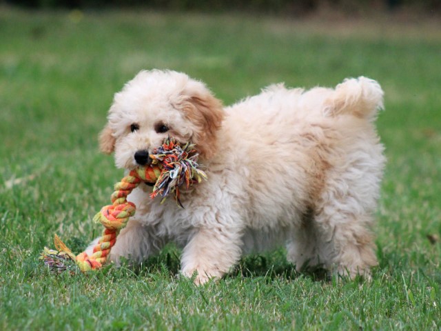 Maltipoo pups (Klik hier voor meer informatie)