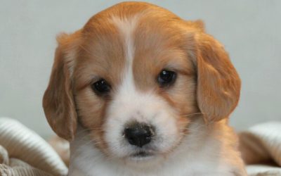 Sheltie X Cavalier King Charles spaniël pups (voor meer informatie klik hier)