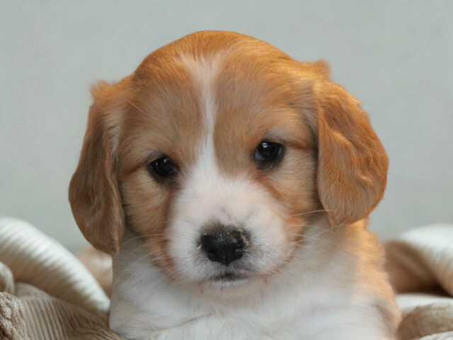 Sheltie X Cavalier King Charles spaniël pups (voor meer informatie klik hier)