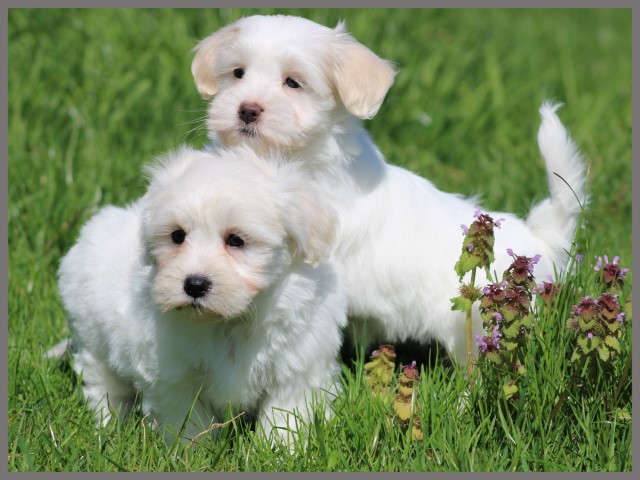 Maltezer pups (klik hier voor meer informatie)