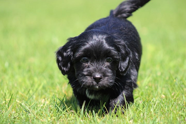 Boomer pups (Klik hier voor meer informatie)