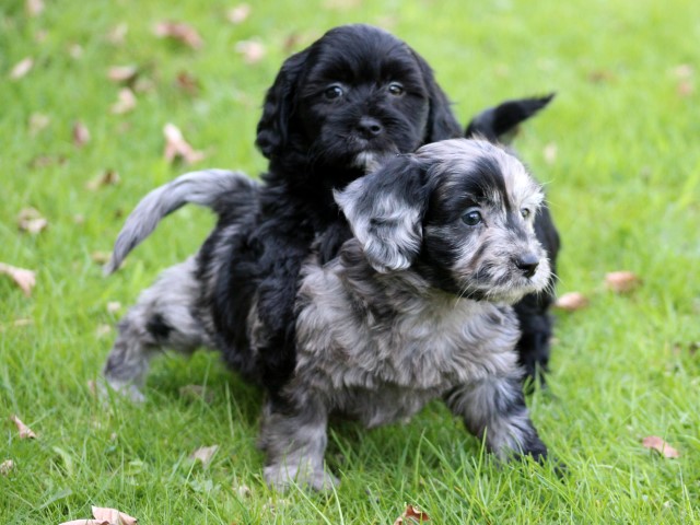 Boomer pups (klik hier voor meer informatie)