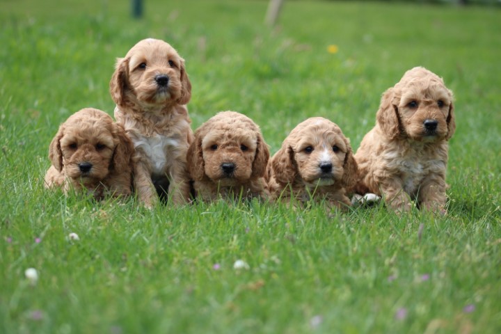Cockapoo pups (Klik hier voor meer informatie)