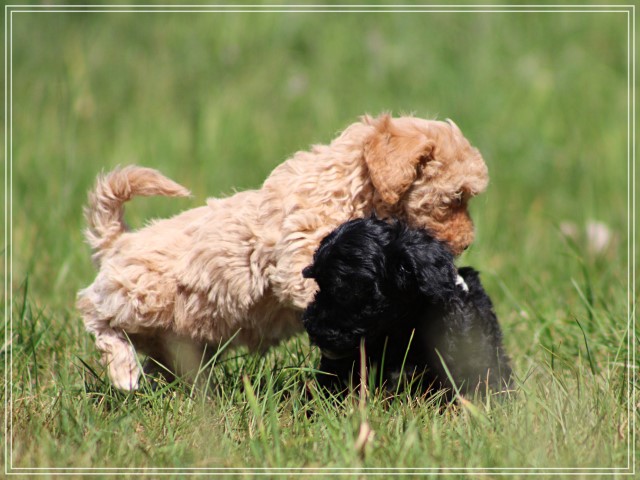 Maltipoo pups (Klik hier voor meer informatie)