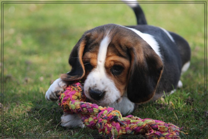 Beaglier pups (klik hier voor meer informatie)