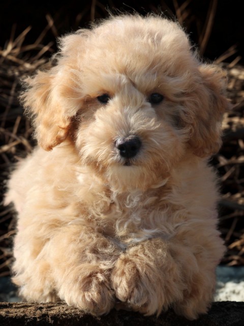 Maltipoo pup, reutje (klik hier voor meer informatie)