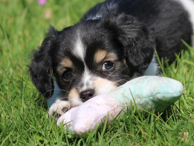 Kruising Sheltie pup, teefje (Klik hier voor meer informatie)