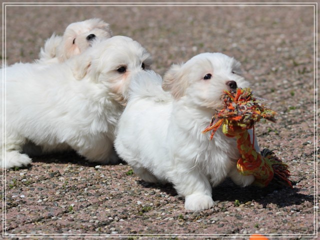 Maltezer pups (klik hier voor meer informatie)