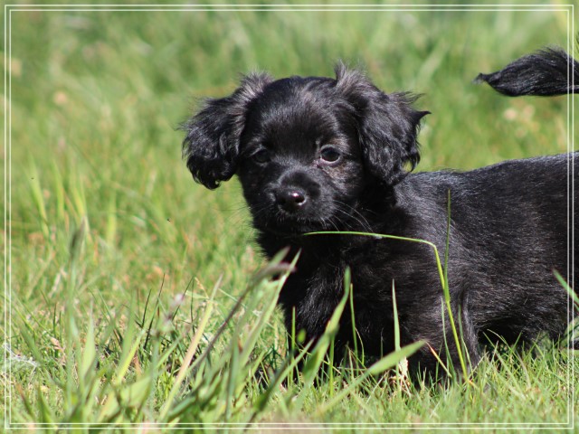 Kruising pup, reutje (klik hier voor meer informatie)