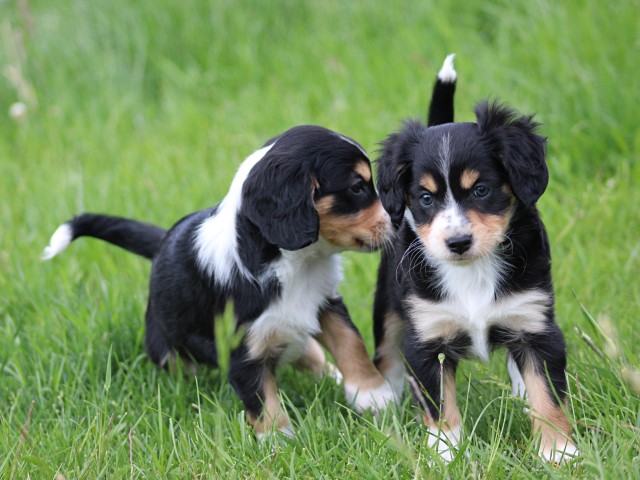 Kruising Sheltie pups (Klik hier voor meer informatie)
