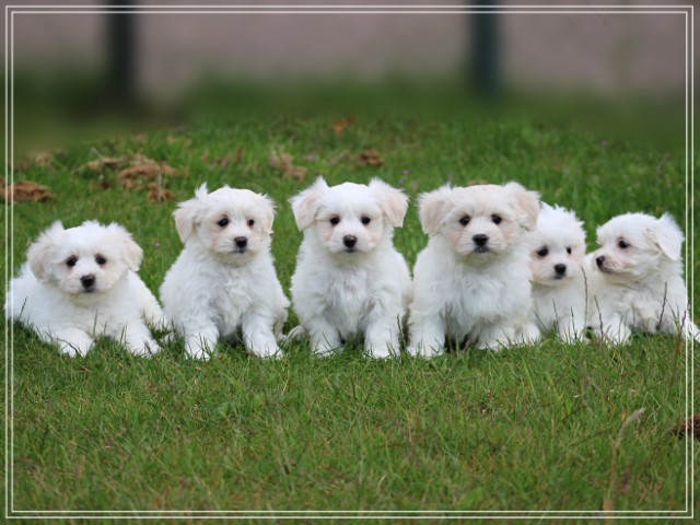 Maltezer pups (klik hier voor meer informatie)