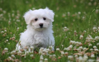 Maltezer pup, reutje (klik hier voor meer informatie)