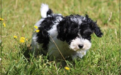 Maltipoo pups (klik hier voor meer informatie)
