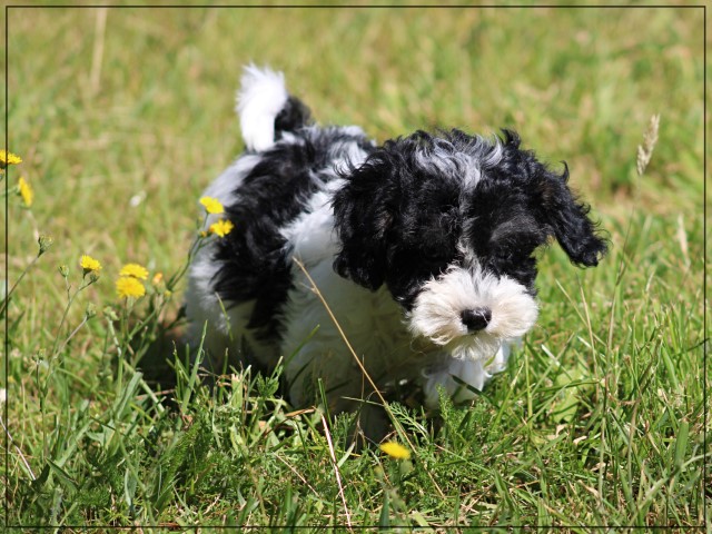 Maltipoo pups (klik hier voor meer informatie)