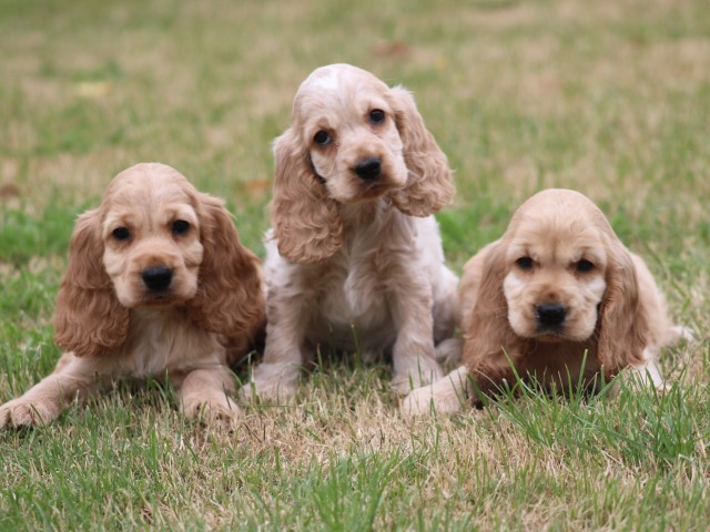 Kruising Engelse Cocker Spaniel pups (Klik hier voor meer informatie)