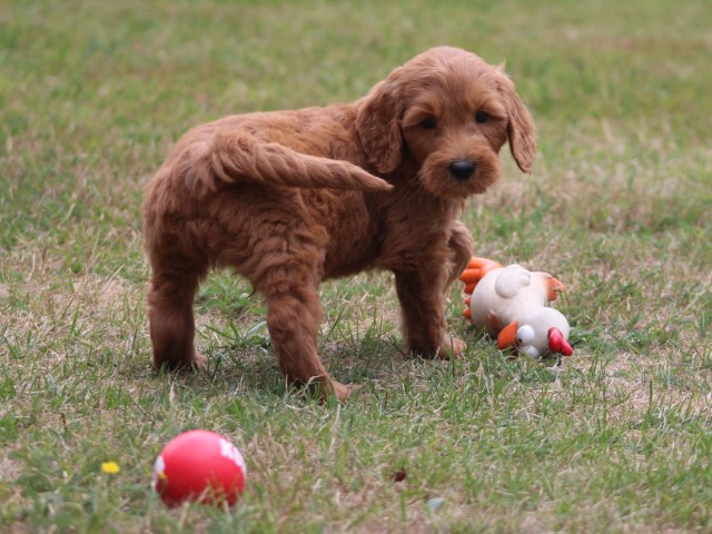 Goldendoodle pups