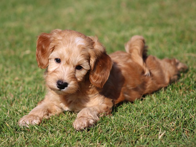 Maltipoo pups (klik hier voor meer informatie)