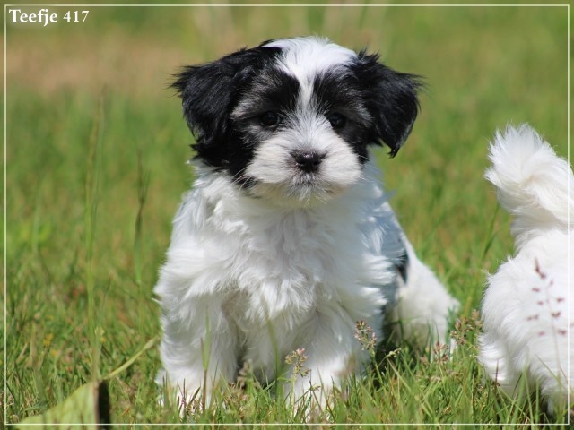 Boomer pups (Klik hier voor meer informatie)