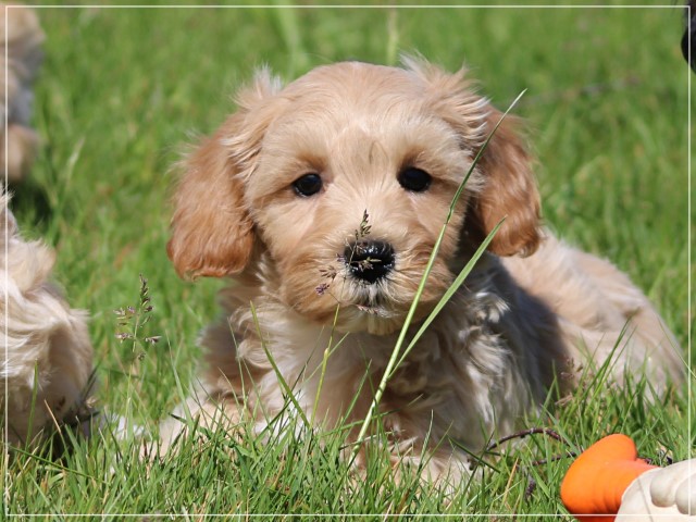Boomer pups (klik hier voor meer informatie)