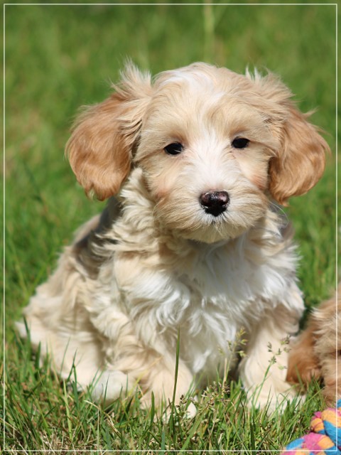 Boomer pups (klik hier voor meer informatie)