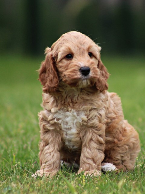 Cockapoo pups (Klik hier voor meer informatie)