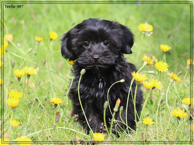 Maltipoo pups (Klik hier voor meer informatie)