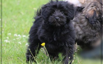 Maltipoo pup, reutje (Klik hier voor meer informatie)