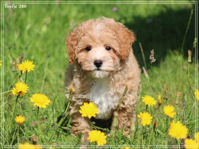 Maltipoo pups (Klik hier voor meer informatie)