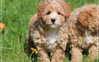 Maltipoo pups (Klik hier voor meer informatie)