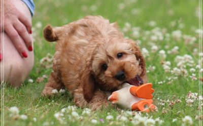 Cockapoo pups (Klik hier voor meer informatie)