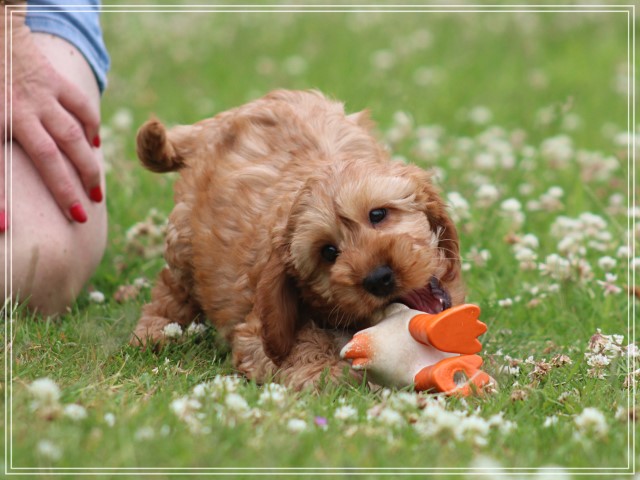 Cockapoo pups (Klik hier voor meer informatie)